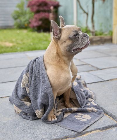 Home & Living Jumbo terry jacquard dog towel